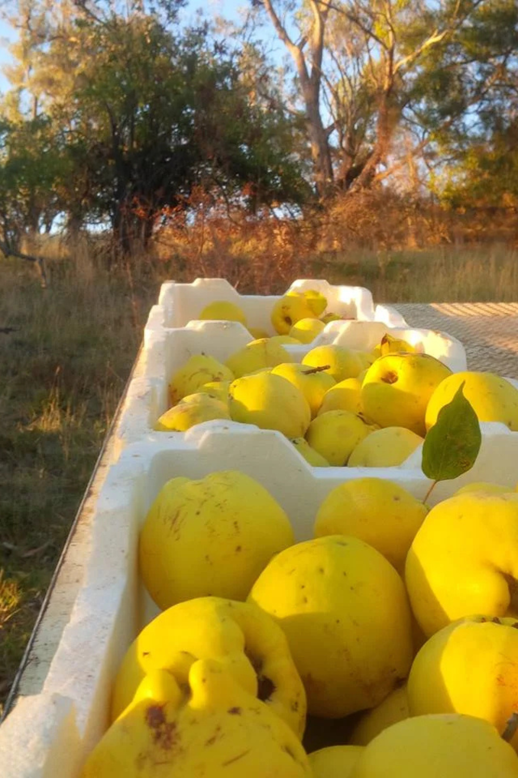 Quince Paste