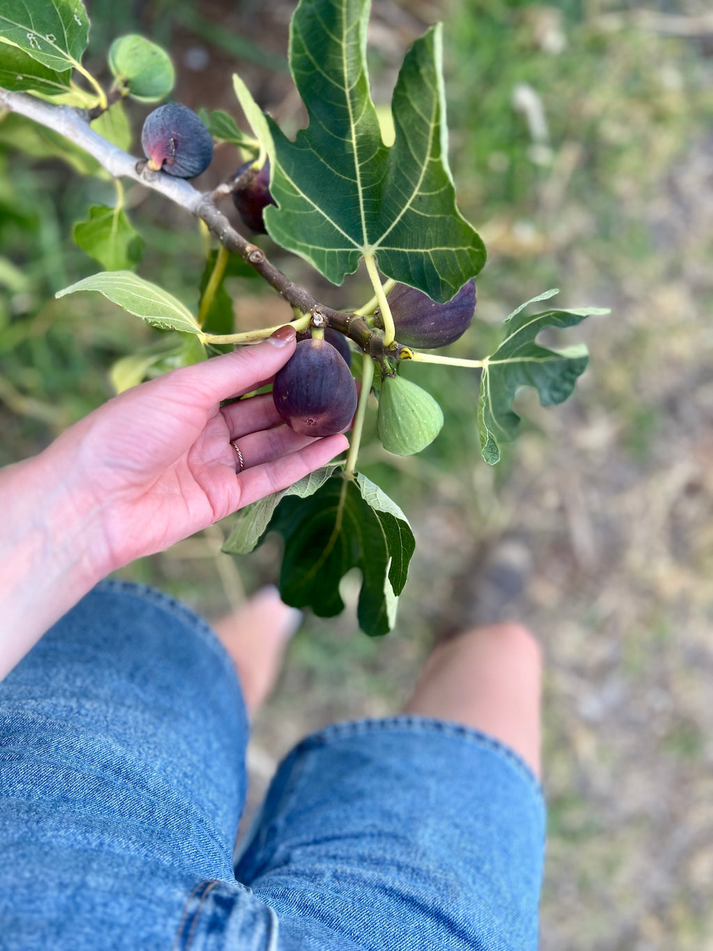Fig & Ginger Jam